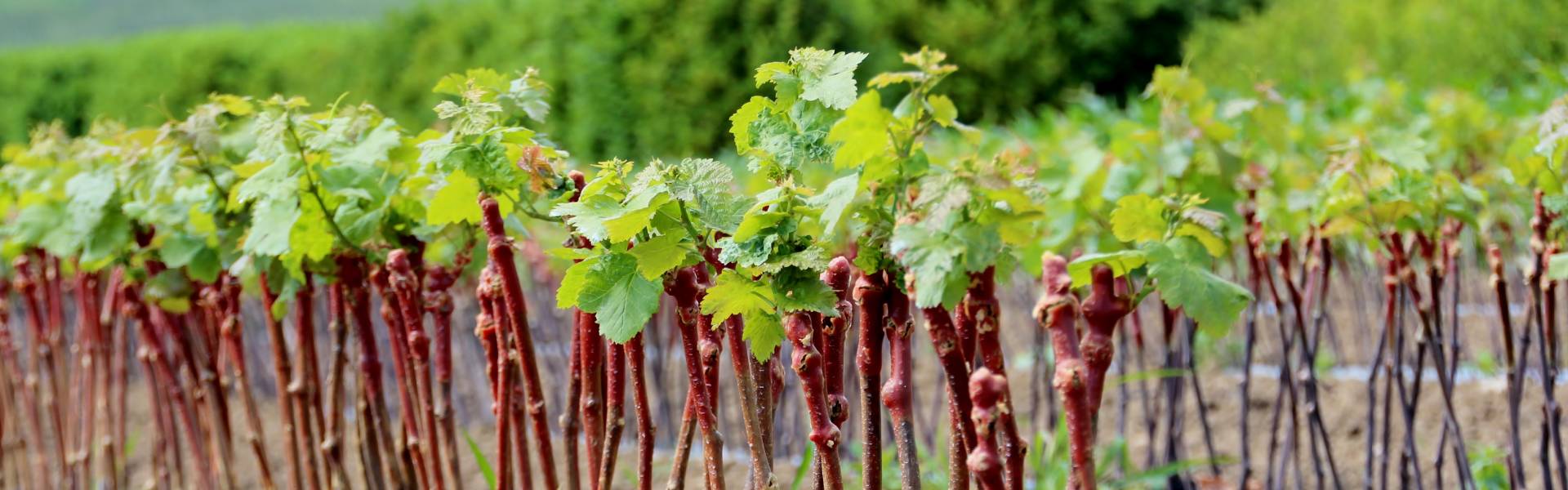 Best Grafting Wax: Top Types, Sealants & Fruit Tree Options